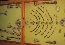 Lucy Icon of Human Evolution Travels to Europe Lucy Icon of Human Evolution Travels to Europe