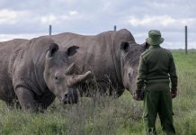 Kenya Wildlife Park Fears Poacher Resurgence After Cuts Kenya Wildlife Park Fears Poacher Resurgence After Cuts