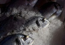 WTO Fisheries Agreement Takes Effect to Curb Subsidies WTO Fisheries Agreement Takes Effect to Curb Subsidies