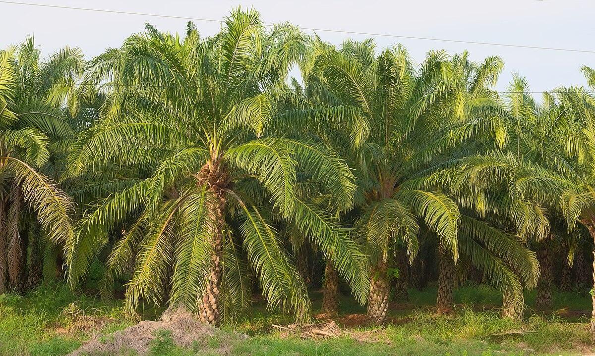 Botanists Plan to Address Declining African Palm Trees Botanists Plan to Address Declining African Palm Trees