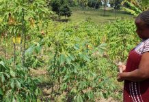 Kenya Project Examines Climate Change’s Impact on Women Kenya Project Examines Climate Change's Impact on Women