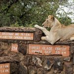 Living With Lions Near Nairobi National Park Living With Lions Near Nairobi National Park