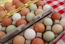 China Exports Poultry Hatching Eggs to Tanzania China Exports Poultry Hatching Eggs to Tanzania