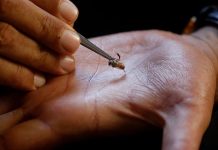 In Kenya, Bee Stings are being Used to Treat Illnesses In Kenya, Bee Stings are being Used to Treat Illnesses