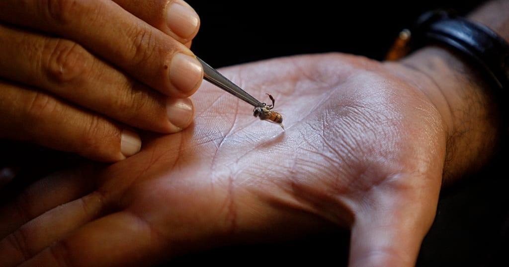 In Kenya, Bee Stings are being Used to Treat Illnesses In Kenya, Bee Stings are being Used to Treat Illnesses