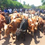 Kalonzo Delivers 100 Cattle to Raila’s Opoda Farm Kalonzo Delivers 100 Cattle to Raila’s Opoda Farm