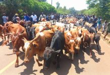 Kalonzo Delivers 100 Cattle to Raila’s Opoda Farm Kalonzo Delivers 100 Cattle to Raila’s Opoda Farm