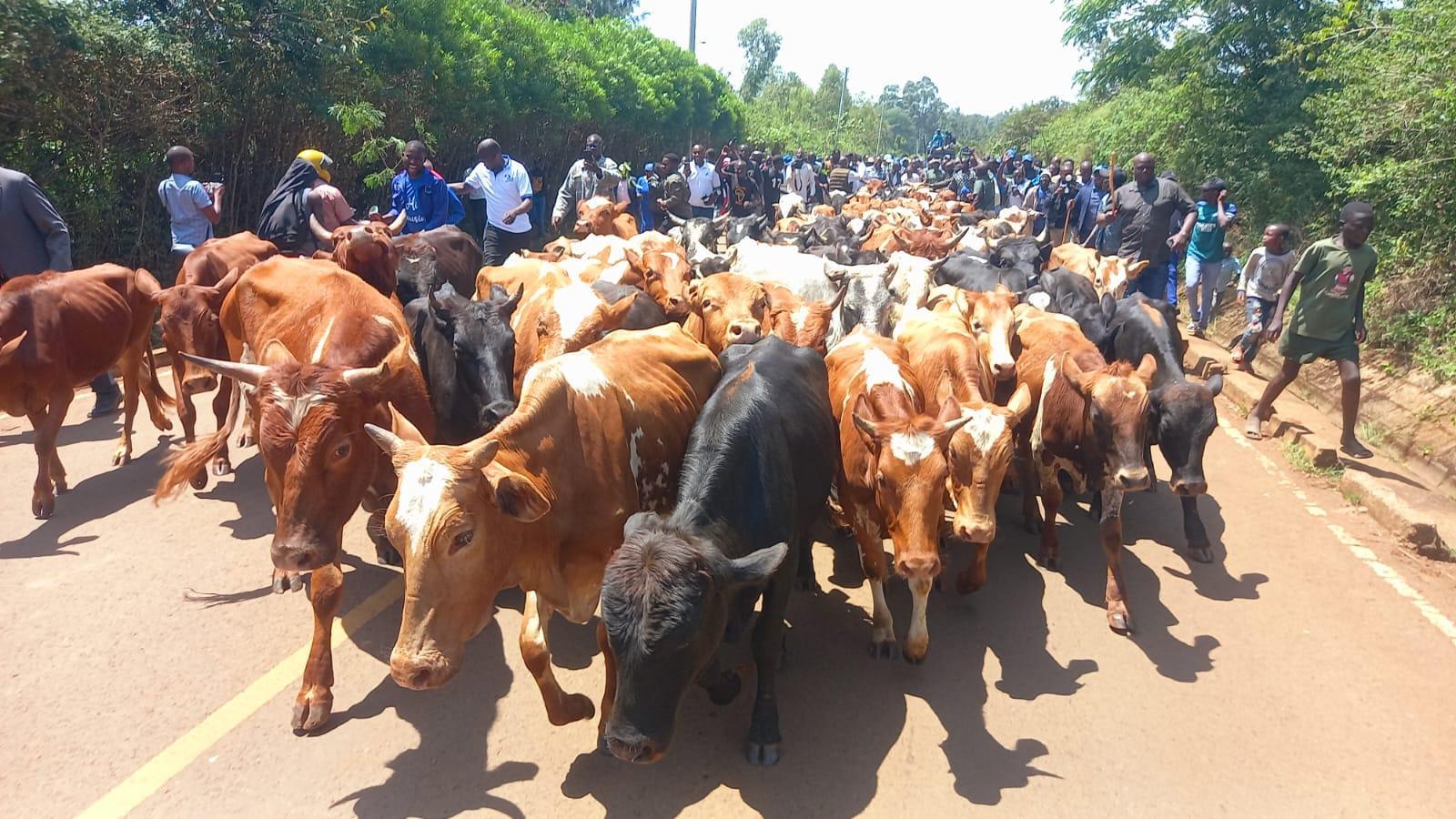 Kalonzo Delivers 100 Cattle to Raila’s Opoda Farm Kalonzo Delivers 100 Cattle to Raila’s Opoda Farm