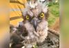Kenya Wildlife Service Rescues Trapped Osprey Bird Kenya Wildlife Service Rescues Trapped Osprey Bird