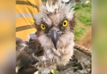 Kenya Wildlife Service Rescues Trapped Osprey Bird Kenya Wildlife Service Rescues Trapped Osprey Bird