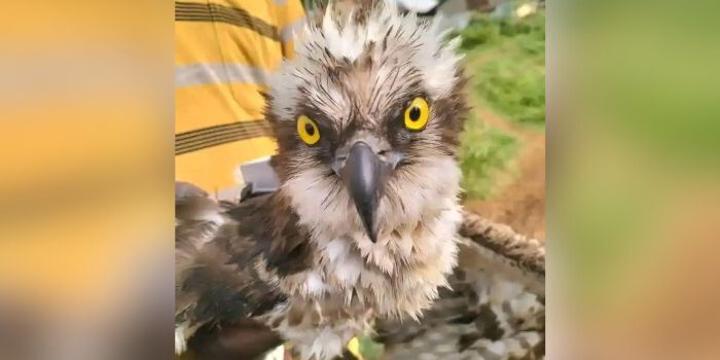 Kenya Wildlife Service Rescues Trapped Osprey Bird Kenya Wildlife Service Rescues Trapped Osprey Bird