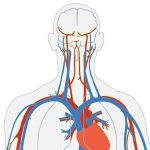 Microrobots Swim through Blood to Deliver Drugs: Study Microrobots Swim through Blood to Deliver Drugs: Study