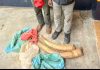 Two Suspects Arrested with Elephant Tusks in Nyahururu Two Suspects Arrested with Elephant Tusks in Nyahururu
