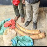 Two Suspects Arrested with Elephant Tusks in Nyahururu Two Suspects Arrested with Elephant Tusks in Nyahururu