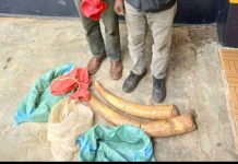 Two Suspects Arrested with Elephant Tusks in Nyahururu Two Suspects Arrested with Elephant Tusks in Nyahururu