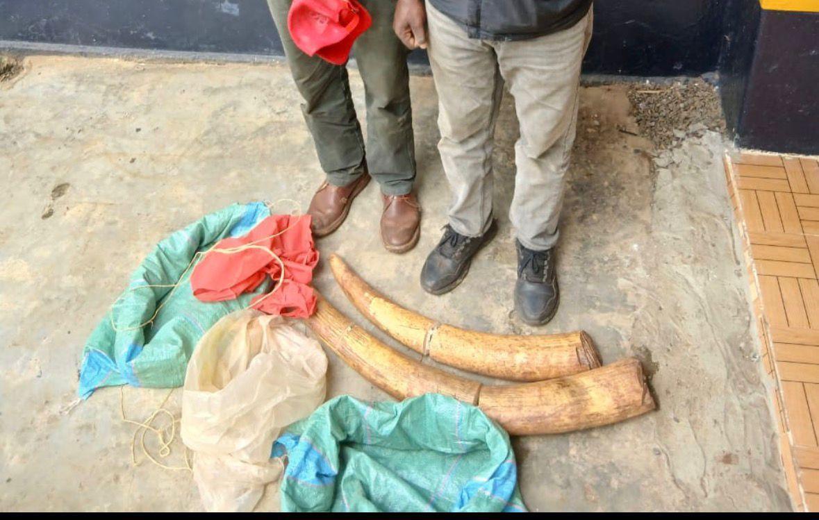 Two Suspects Arrested with Elephant Tusks in Nyahururu Two Suspects Arrested with Elephant Tusks in Nyahururu