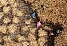 Wheat May Need More Water During Future Heat Waves Wheat May Need More Water During Future Heat Waves