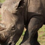 Ears ‘Notched’ in Drive to Boost Kenya’S Rhino Population Ears 'Notched' in Drive to Boost Kenya'S Rhino Population