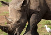Ears ‘Notched’ in Drive to Boost Kenya’S Rhino Population Ears 'Notched' in Drive to Boost Kenya'S Rhino Population