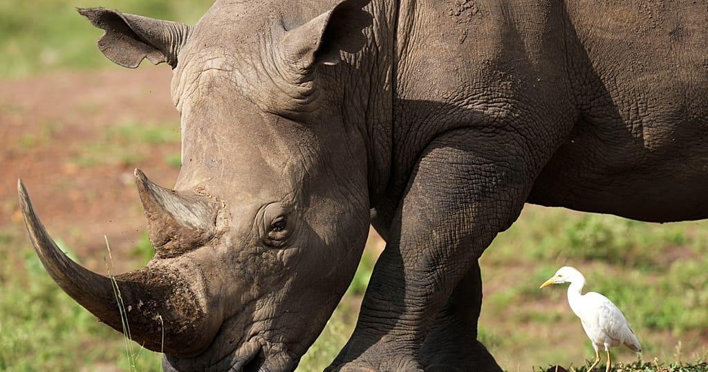 Ears 'Notched' in Drive to Boost Kenya'S Rhino Population Ears 'Notched' in Drive to Boost Kenya'S Rhino Population