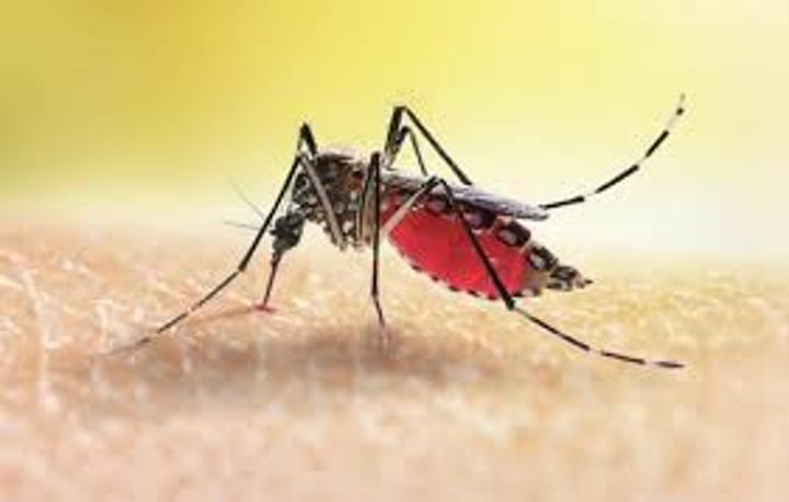 Kenya's Malaria Cases Rise Slowly But Not Among Worst Kenya's Malaria Cases Rise Slowly But Not Among Worst