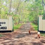 Beryl Odinga’s Burial at Kang’o ka Jaramogi Explained Beryl Odinga's Burial at Kang'o ka Jaramogi Explained