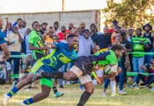 Kabras Utility Back Kubu Out for Six Weeks After Surgery Kabras Utility Back Kubu Out for Six Weeks After Surgery