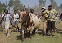 Bullfighting Boosts Economy and Unity in Kakamega Bullfighting Boosts Economy and Unity in Kakamega