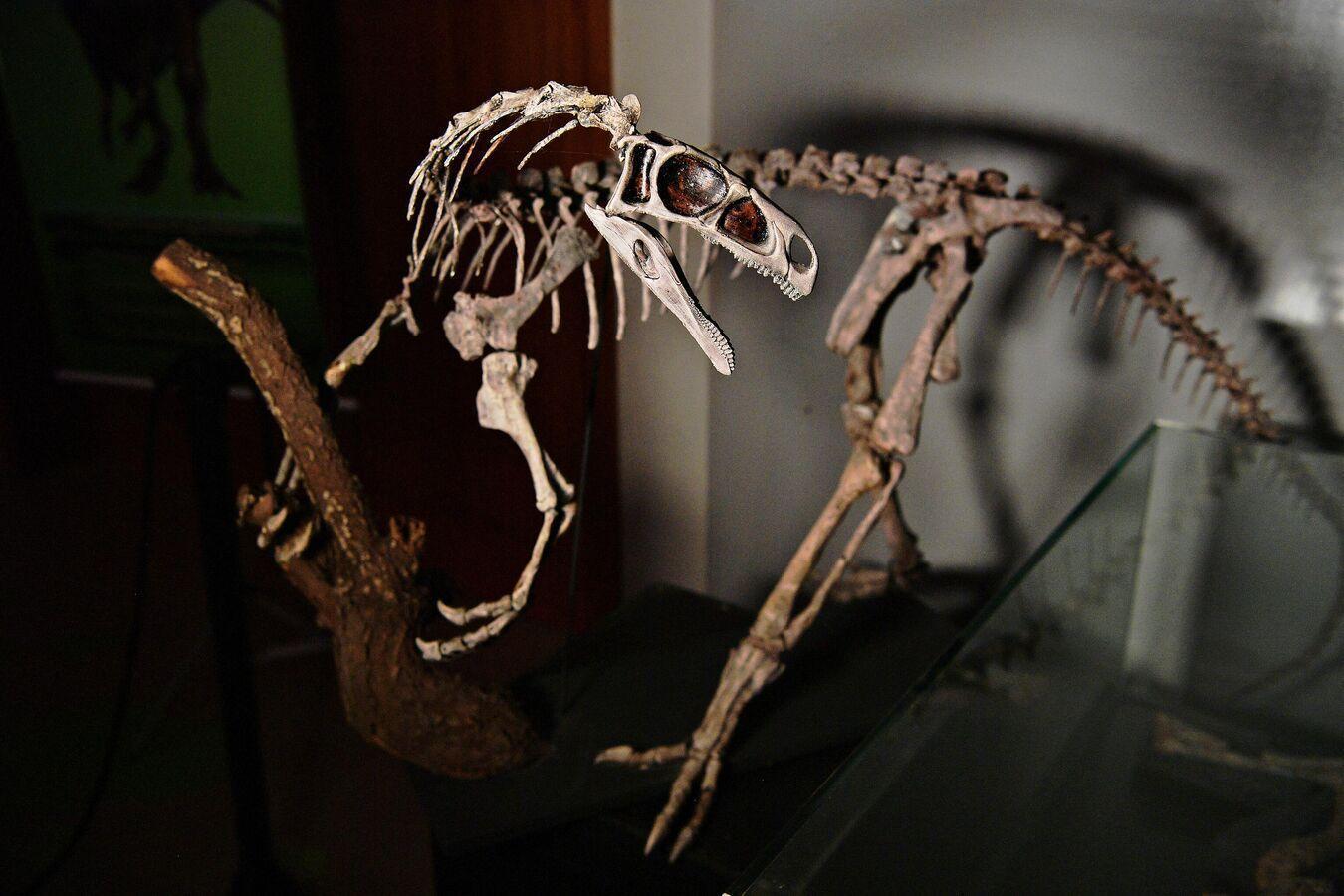 New Chicken-Like Dinosaur Fossils Discovered New Chicken-Like Dinosaur Fossils Discovered