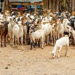 Police Recover 300 Stolen Goats in Isiolo Police Recover 300 Stolen Goats in Isiolo