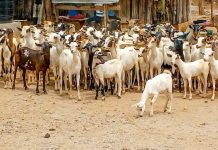 Police Recover 300 Stolen Goats in Isiolo Police Recover 300 Stolen Goats in Isiolo