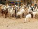 Police Recover 300 Stolen Goats in Isiolo Police Recover 300 Stolen Goats in Isiolo