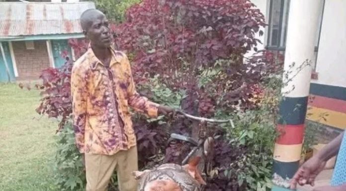 Siaya Man Explains Killing Python and Reporting It Siaya Man Explains Killing Python and Reporting It