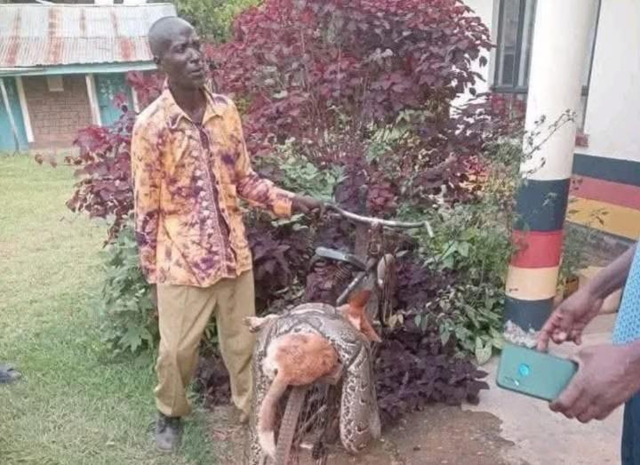 Siaya Man Explains Killing Python and Reporting It Siaya Man Explains Killing Python and Reporting It