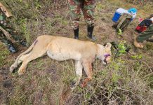 KWS Vets Treat Injured Lions in Maasai Mara KWS Vets Treat Injured Lions in Maasai Mara