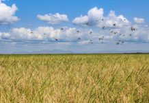 Drought and Rising Rice Prices Push Kenya Toward Crisis Drought and Rising Rice Prices Push Kenya Toward Crisis