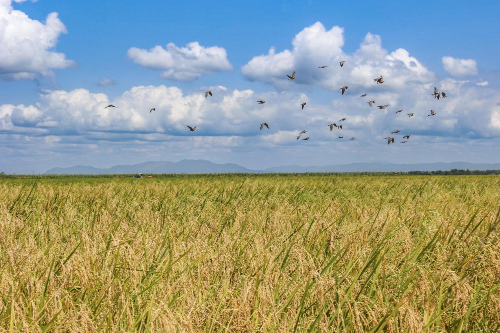 Drought and Rising Rice Prices Push Kenya Toward Crisis Drought and Rising Rice Prices Push Kenya Toward Crisis