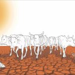 Drought Crisis in Mandera Beyond Alarming Levels Drought Crisis in Mandera Beyond Alarming Levels