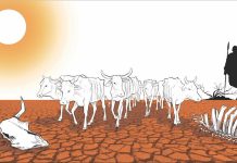 Drought Crisis in Mandera Beyond Alarming Levels Drought Crisis in Mandera Beyond Alarming Levels