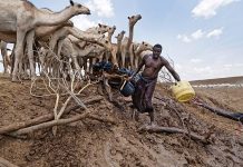 Drought in Kenya spreads beyond arid north Drought in Kenya spreads beyond arid north