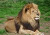 Lion DNA helps convict poachers for first time Lion DNA helps convict poachers for first time