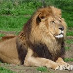 Lion DNA helps convict poachers for first time Lion DNA helps convict poachers for first time
