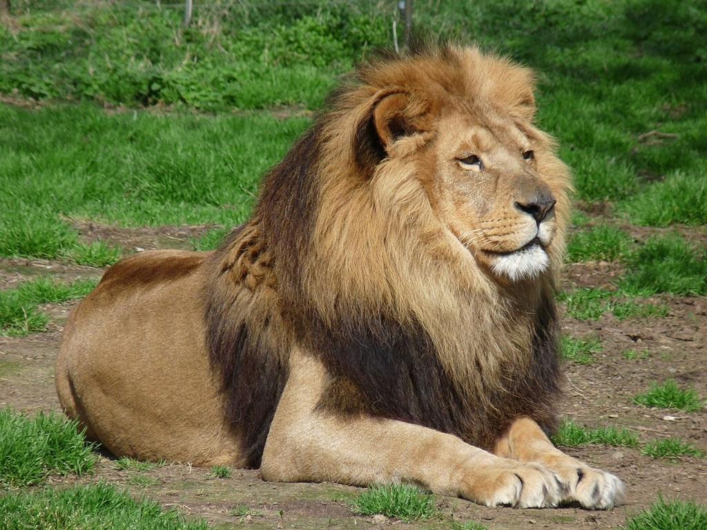 Lion DNA helps convict poachers for first time Lion DNA helps convict poachers for first time