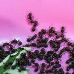 Two Men Charged With Illegal Ant Trading in Nairobi Two Men Charged With Illegal Ant Trading in Nairobi