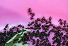 Two Men Charged With Illegal Ant Trading in Nairobi Two Men Charged With Illegal Ant Trading in Nairobi