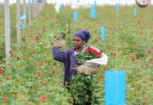 Kenya’s Flower Industry Profits Wither from War Effects Kenya's Flower Industry Profits Wither from War Effects