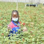 Iran-Us War Costs Kenyan Flower Exporters Sh623 Million Iran-Us War Costs Kenyan Flower Exporters Sh623 Million