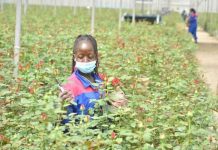 Iran-Us War Costs Kenyan Flower Exporters Sh623 Million Iran-Us War Costs Kenyan Flower Exporters Sh623 Million