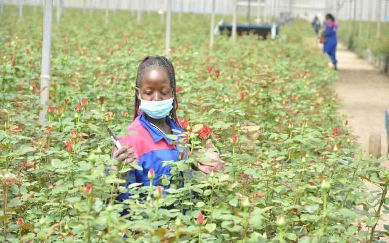 Iran-Us War Costs Kenyan Flower Exporters Sh623 Million Iran-Us War Costs Kenyan Flower Exporters Sh623 Million