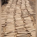 Police Seize 1,858 Bhang Rolls in Kwale Raid Police Seize 1,858 Bhang Rolls in Kwale Raid